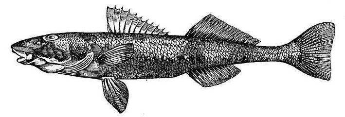 Рыба «Чоп» фото и описание