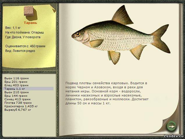 Рыба вырезуб: описание и особенности ловли