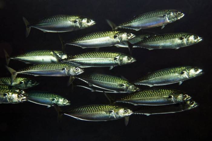 Чем отличаются рыба макрель и скумбрия: где обитают и чем отличаются?