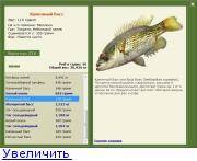 Осетровые виды рыб с названиями, фото и описанием