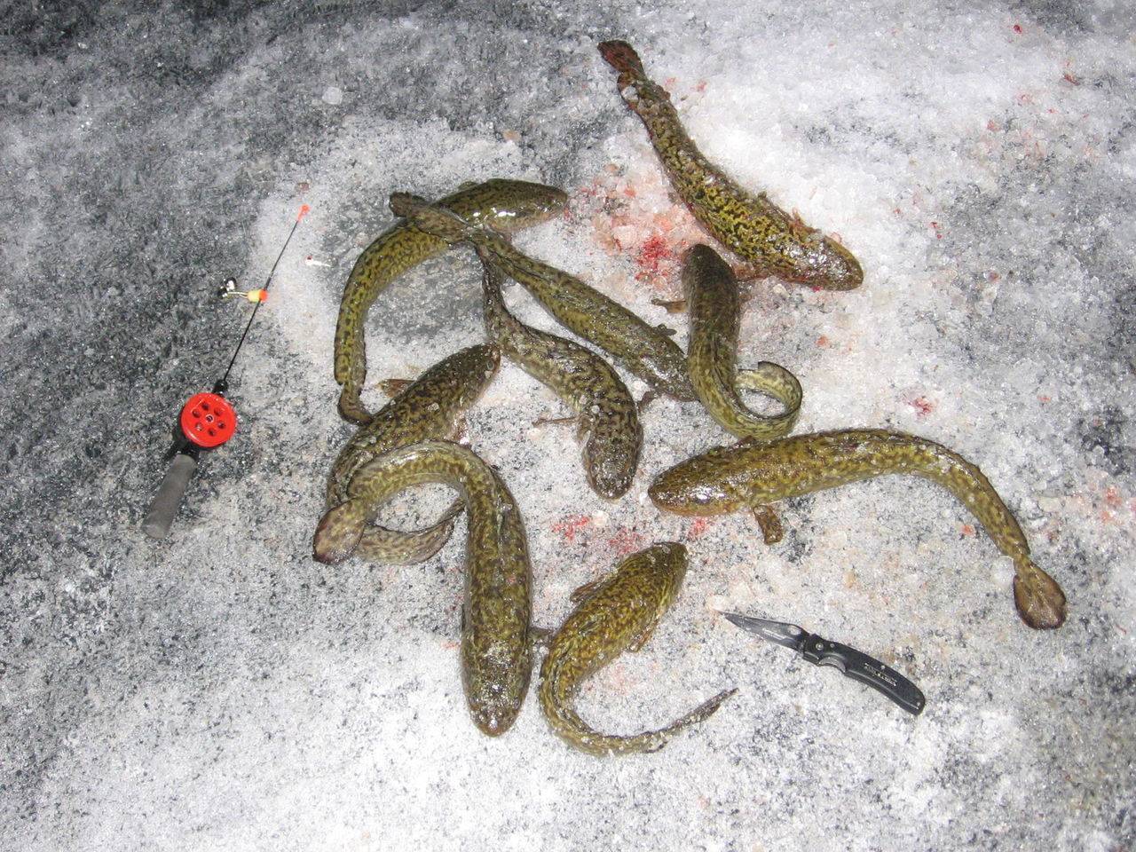 Секреты рыбалки на сома: особенности ловли и выбор снастей