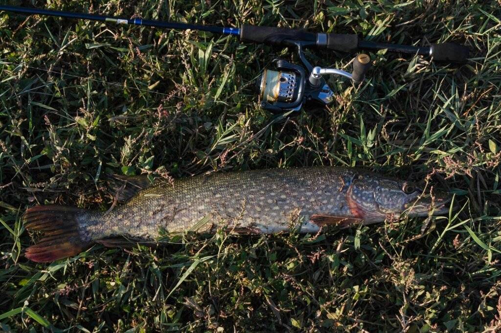 Рыбалка в ставропольском крае: рыболовные реки и озера, что водится, как ловить