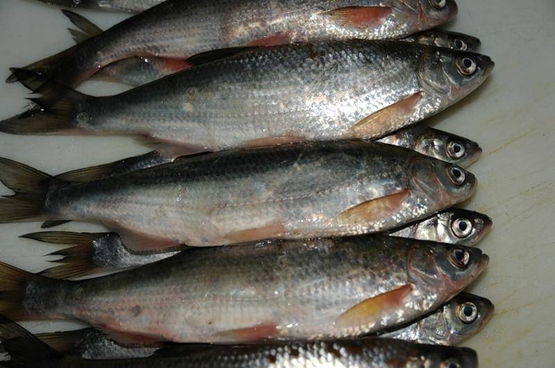 Рыба шамайка: фото и описание, поведение, нерест, занесена ли в красную книгу