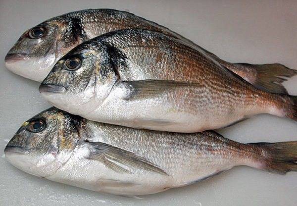 Рыба дорадо: польза и вред, где водится, чем полезна для организма, калорийность на 100 г