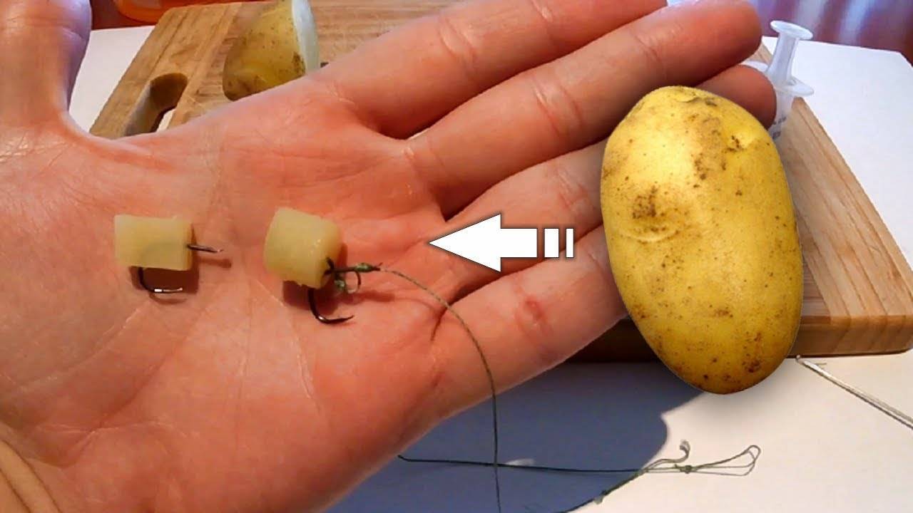 Ловля карпа на картофель и его подготовка