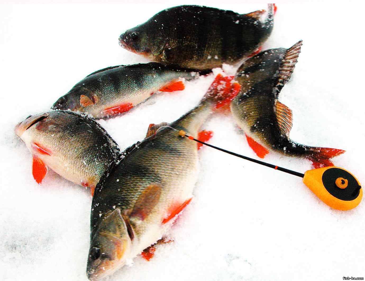 Подбор снастей и выбора эффективной тактики для рыбалки в глухозимье - читайте на сatcher.fish