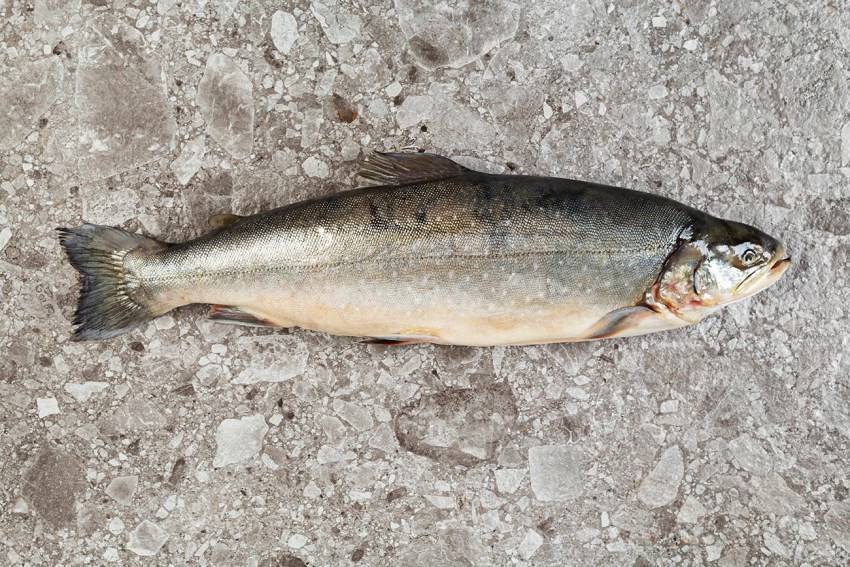 Рыба голец: описание и разновидности, ареал обитания и полезные свойства, рецепты приготовления блюд и фото