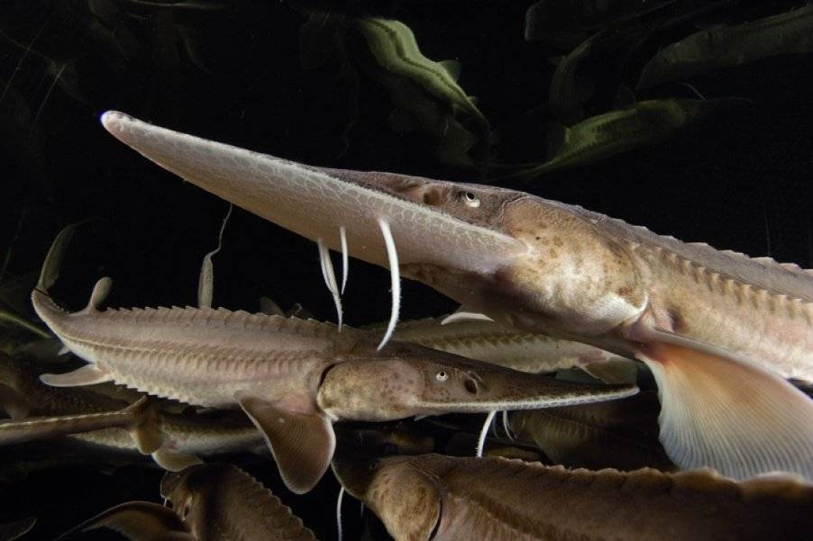 Рыба «Лопатонос белый» фото и описание