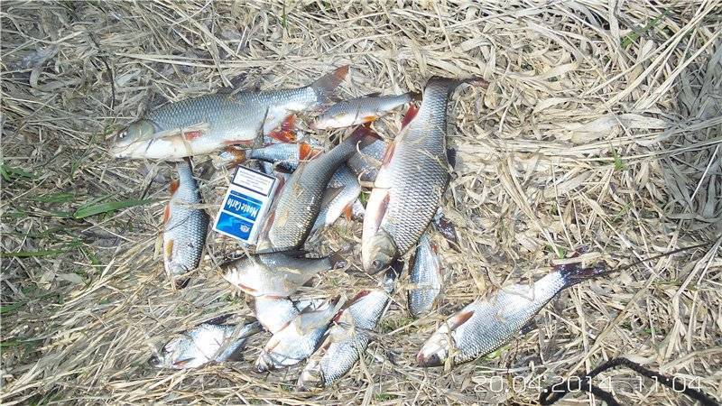 Рыбалка в могилеве на реке днепр - про рыбалку