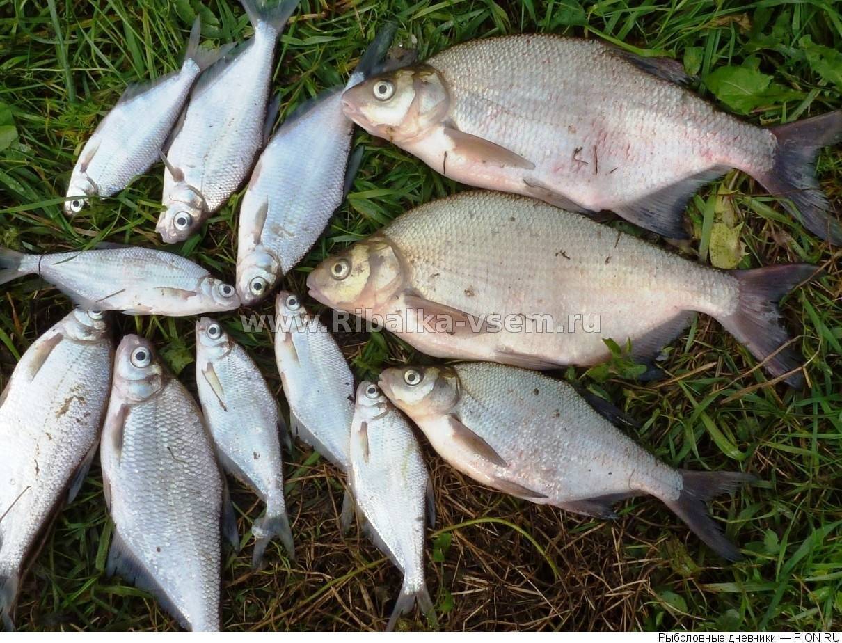 Чем питаются рыбы: обзор животных наживок для ловли рыбы зимой