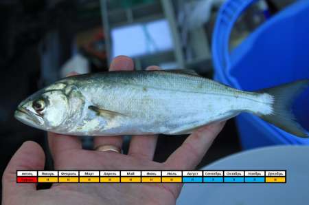 Луфарь черноморский: что за рыба, описание и рецепты