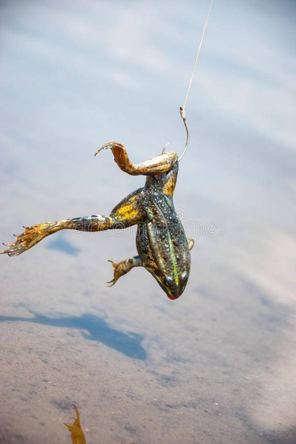 Ловля щуки на лягушку-незацепляйку. особенности ловли спиннингом на искусственную лягушку