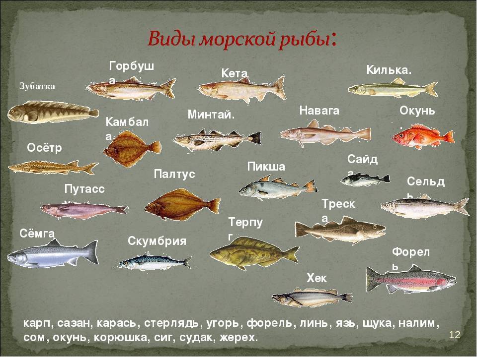 Форель: речные и морские виды, распространение в мире и в россии, основные характеристики