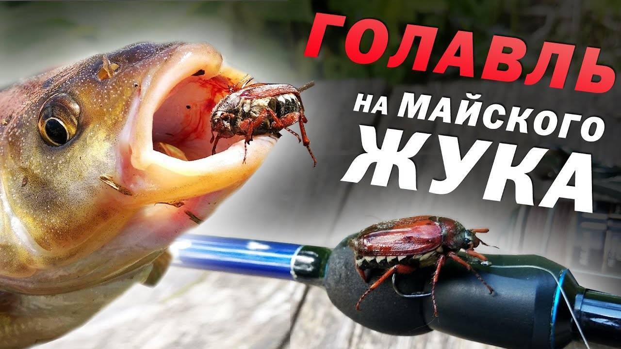 Ловля голавля на майского жука: снасть, наживка и техника