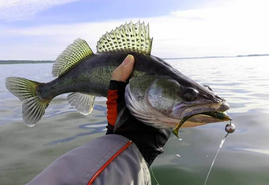 Ловля судака на спиннинг с берега: тонкости и секреты от рыбаков