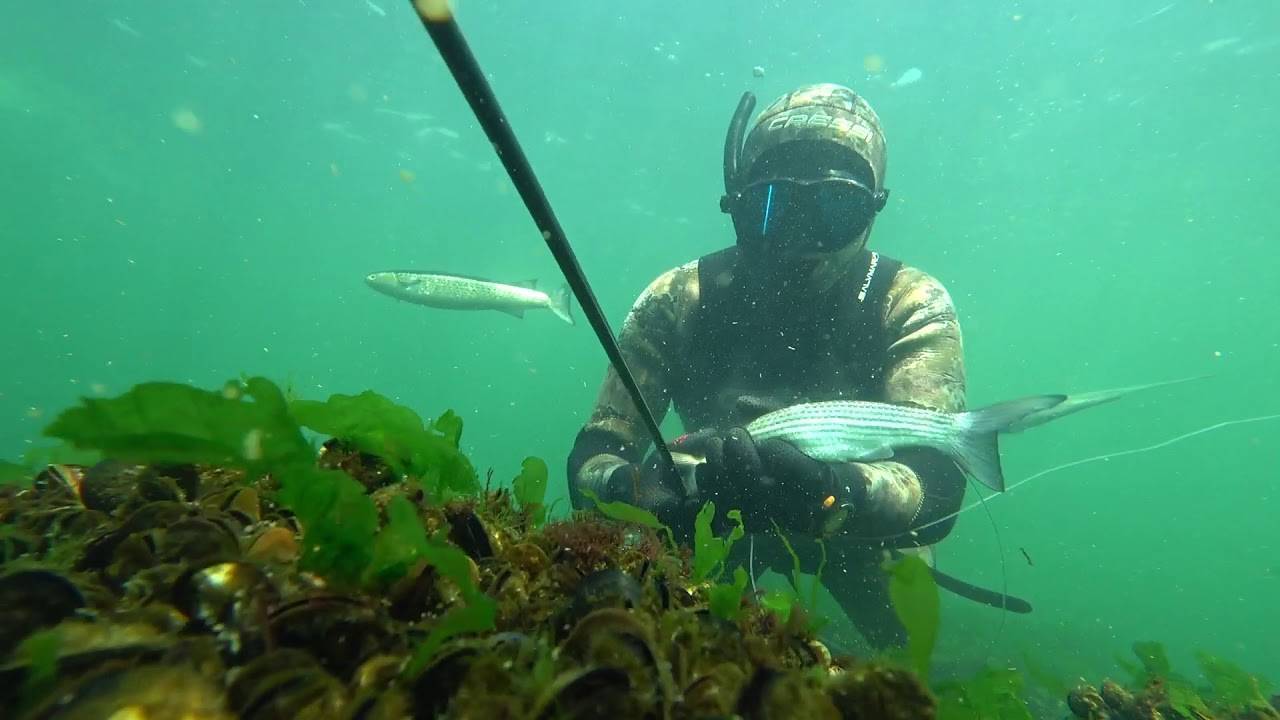 Подводная охота на черном море – рифовые, кефалевые и пелагические виды рыб