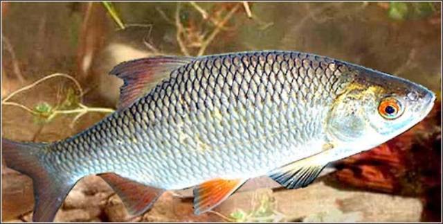 Рыба плотва: особенности, нерест, ловля и выращивание