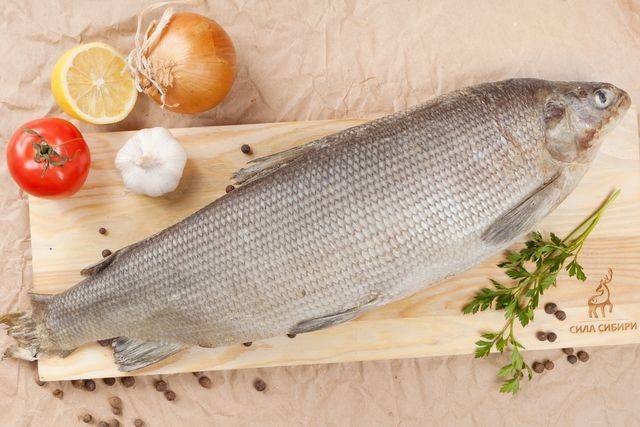 Рыба муксун рецепты приготовления: (муксун копченый, в духовке, как посолить муксуна)