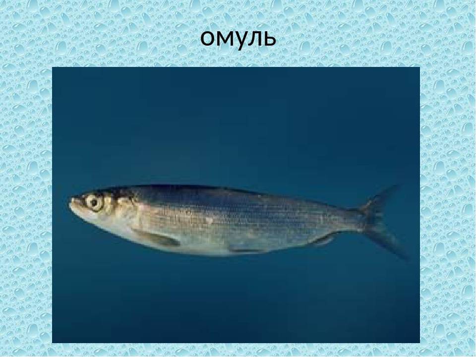 Рыба омуль фото и описание