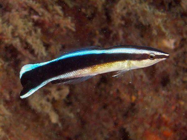 Рыба губан: описание, среда обитания и фото | zdavnews.ru