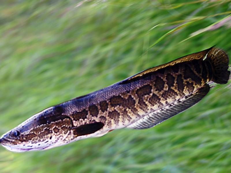 Змееголов: где обитает, внешние особенности и размножение змееголовой рыбы