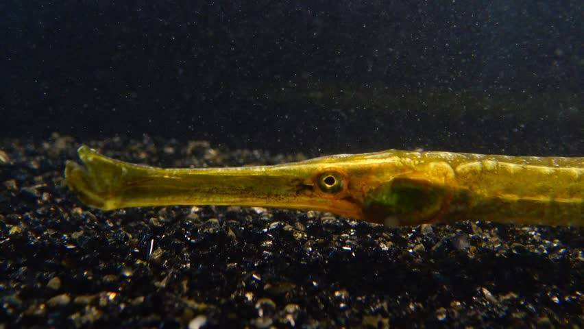 Цихлида длиннорылая рыба нож содержание разведение описание. | аквариумные рыбки