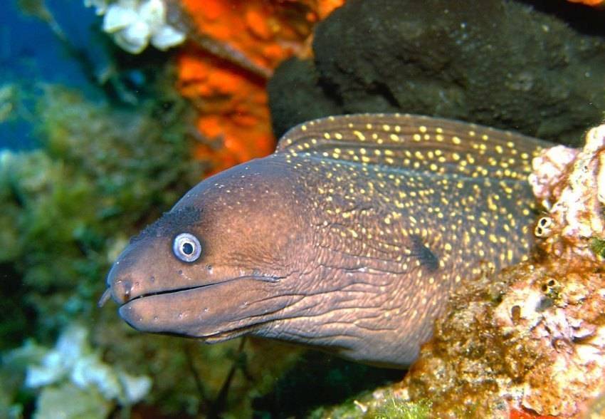 Красивая и полезная рыбка для морского аквариума — губан