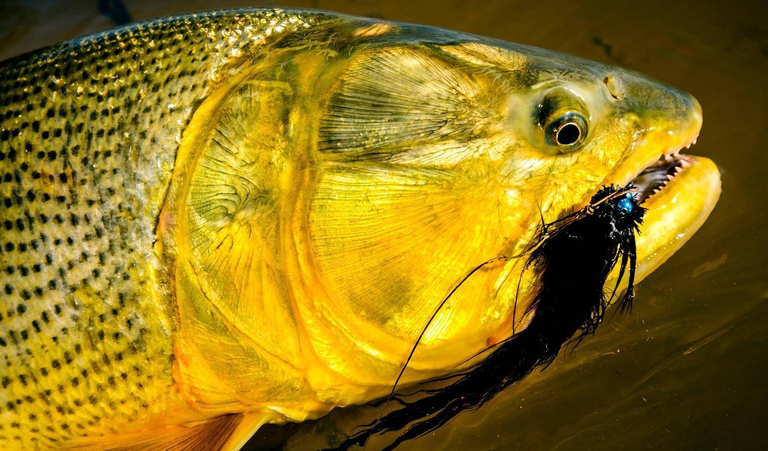 Дорадо рыба. образ жизни и среда обитания рыбы дорадо | животный мир