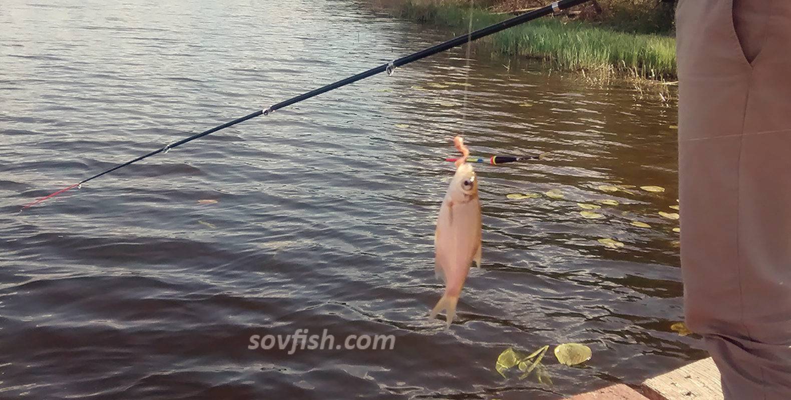 Снасти для ловли уклейки – рыбалке.нет