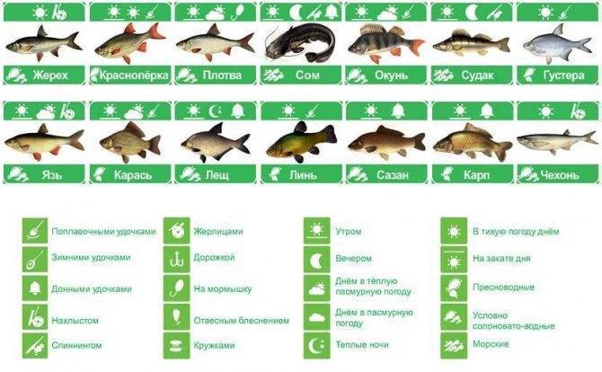 Окунь: описание речной и морской рыбы, повадки, способ ловли