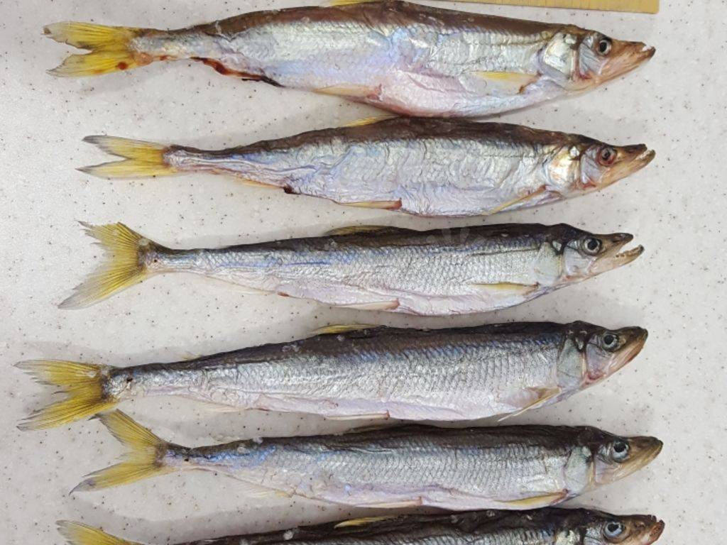 Зубатка — что это за рыба и ее виды, польза, вред и калорийность, рецепты с фото на ydoo.info
