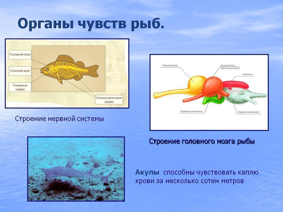 Органы чувств рыб - основной орган, участвующий в отыскании пищи,  схема углов зрения, под которыми рыба видит предметы, находящиеся в воде и под водой