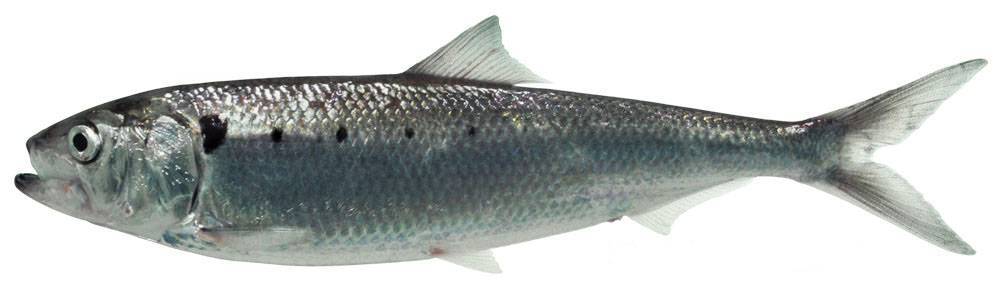 Рыба «Финта озерная итальянская» фото и описание