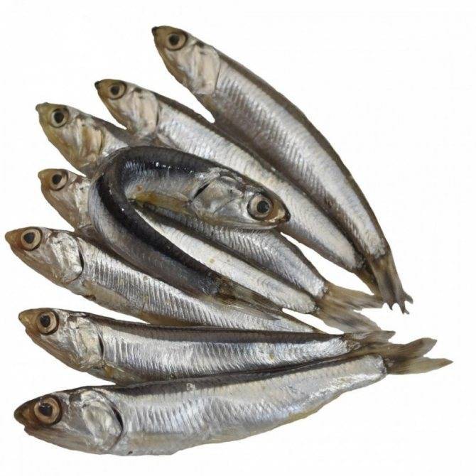 Мойва (уёк) – описание рыбы, виды, где обитает, пища, фото