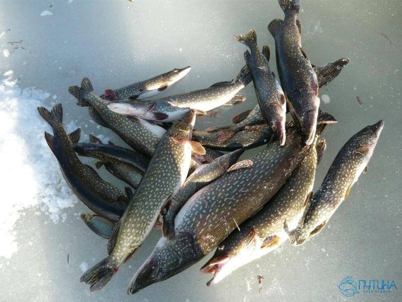 Рыбалка на белом море: какая рыба водится (фото и названия), лучшие рыболовные базы