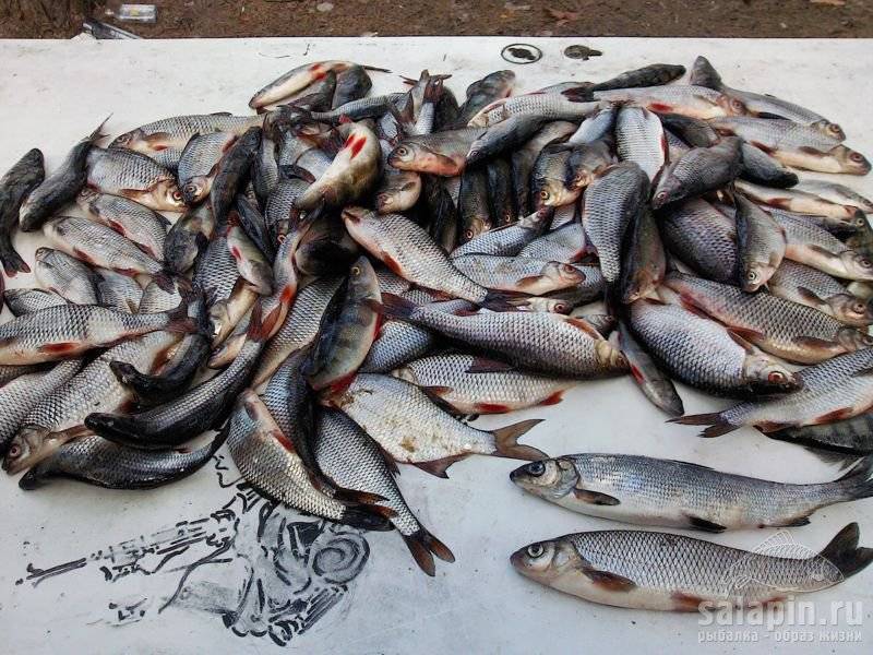 Правила идеальной рыбалки и залог успешного улова