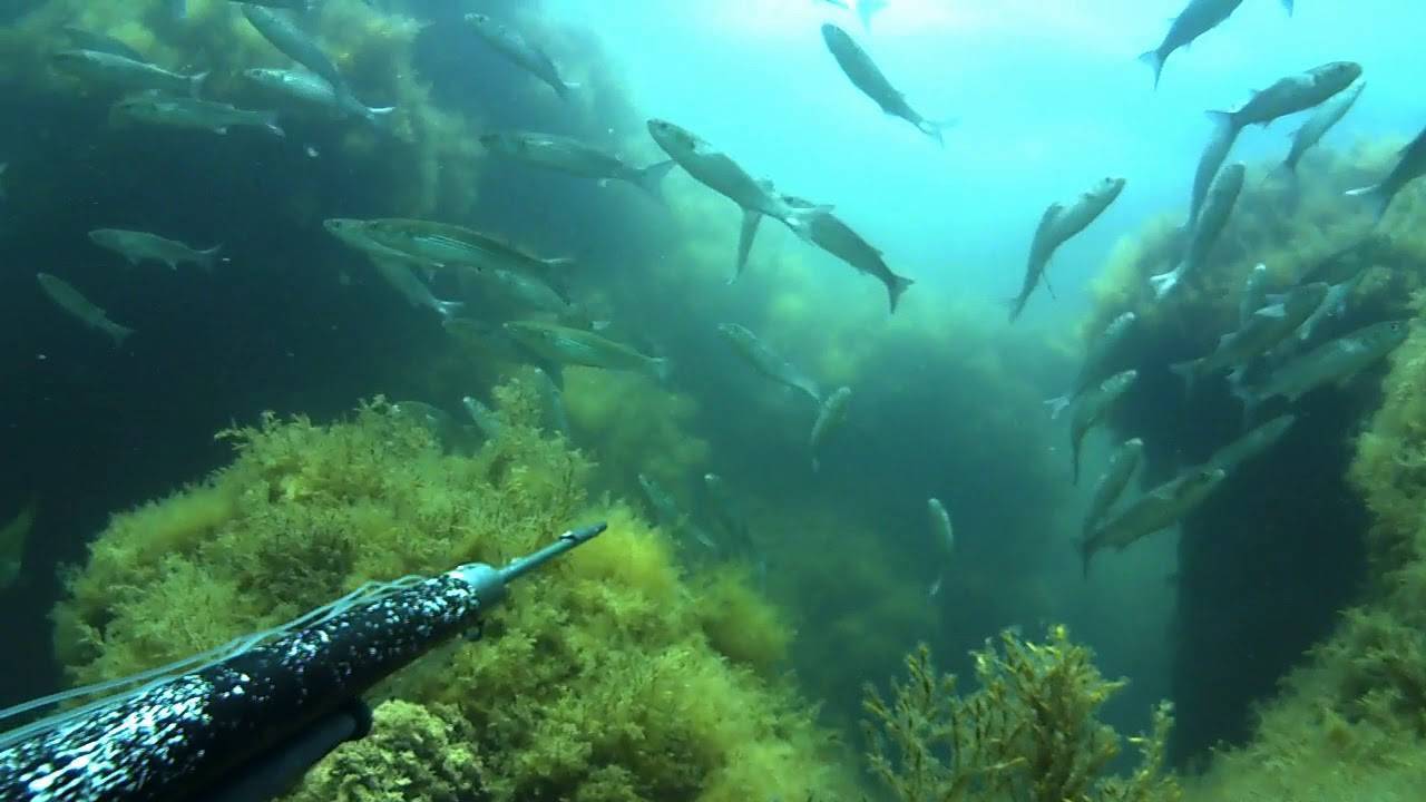 Черноморская подводная охота правильный подход к подводной рыбалке на черном море фото видео обзор
