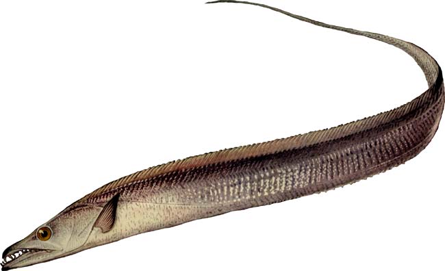 Рыба желтохвост: описание, рецепты приготовления, полезные свойства