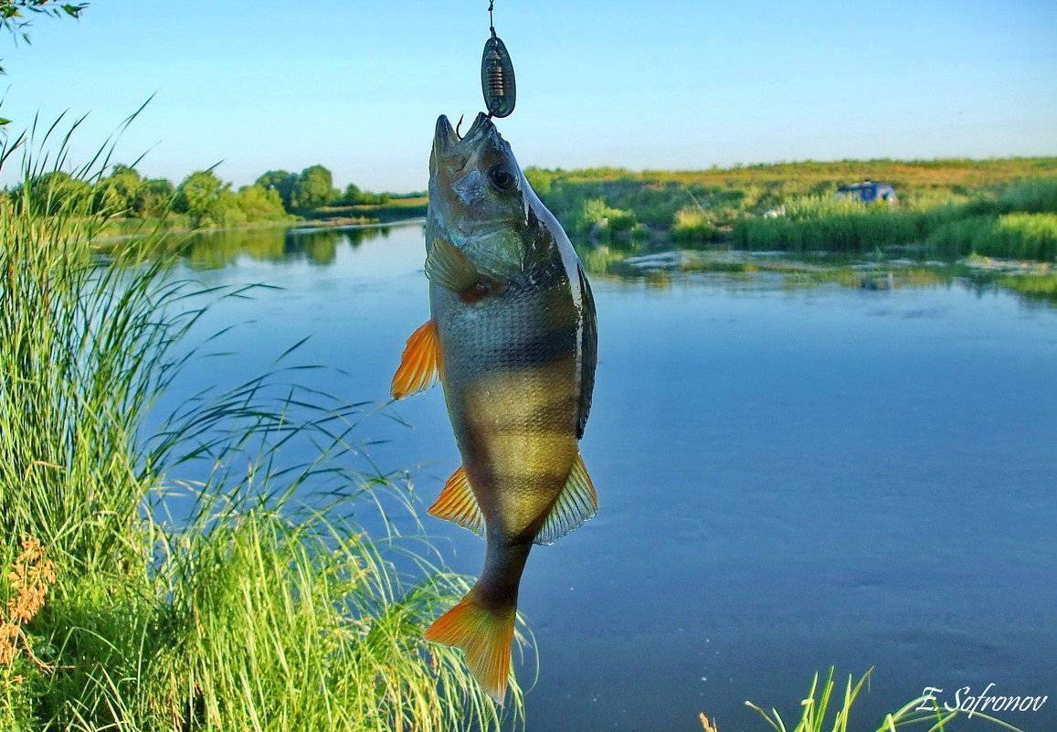 Рыбалка ульяновск - рыбалка в ульяновске