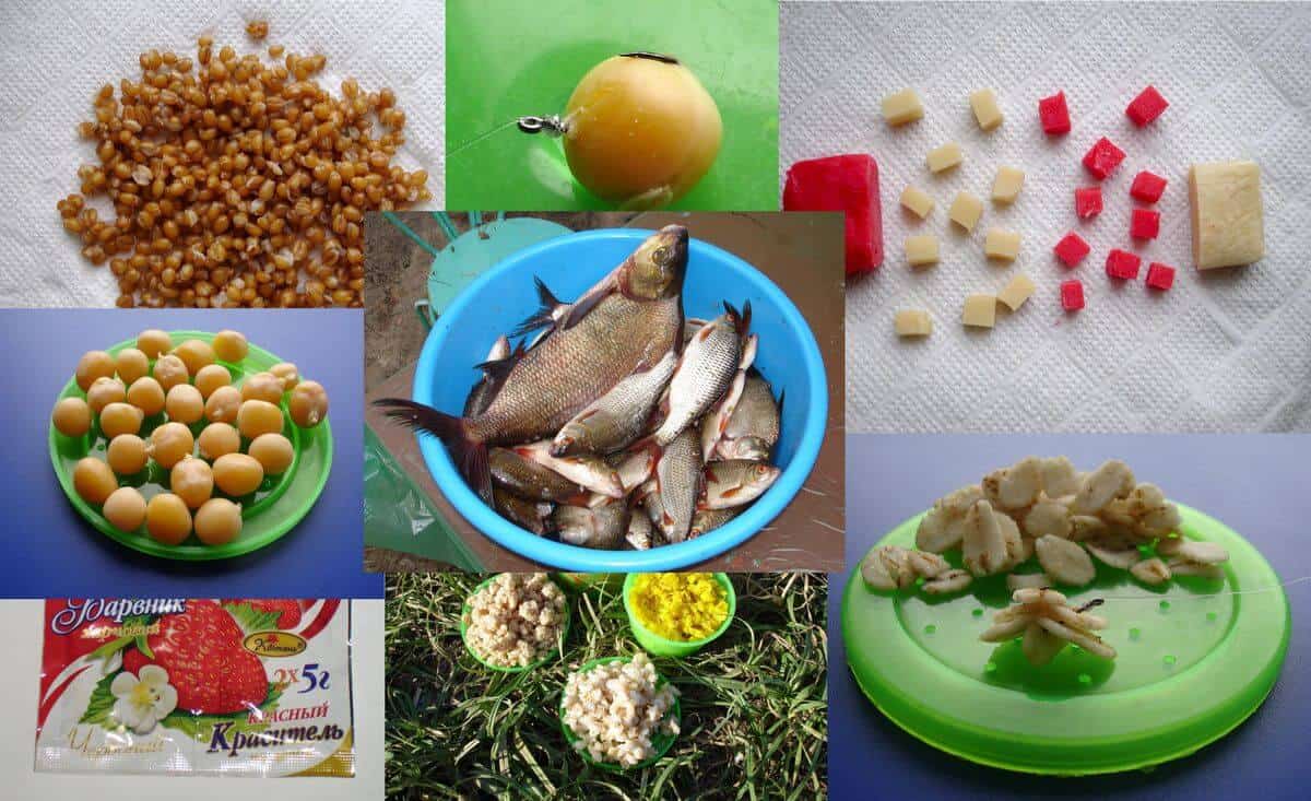 Прикормка для рыбы своими руками: рецепты по сезону и видам рыб