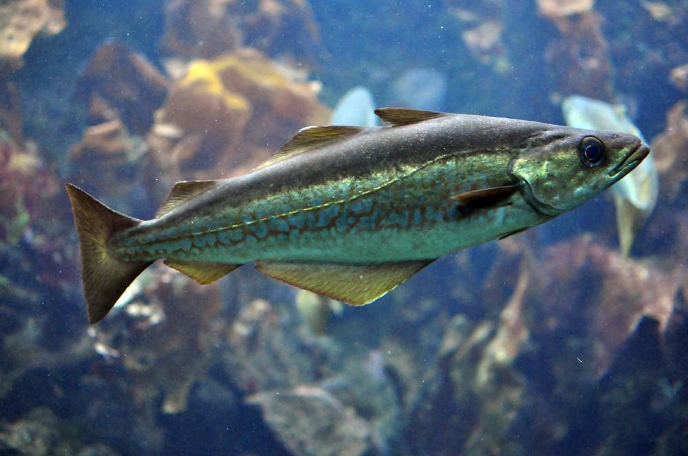 Рыба семейства тресковых — особенности, виды, среда обитания