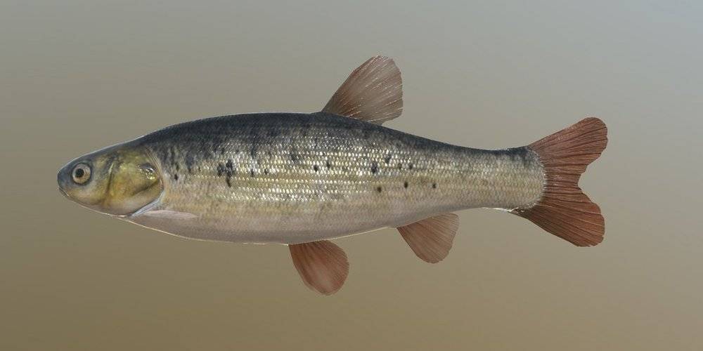 Рыба гольян: промысловое значение и способы любительской ловли
