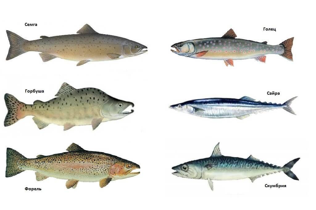 Рыба таймень описание и фото | ареал обитания, внешний вид