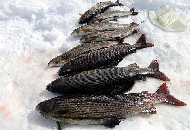 Рыбалка на реке томь кемеровской области
