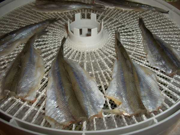 Как вялить рыбу в домашних условиях правильно: рецепт; температура