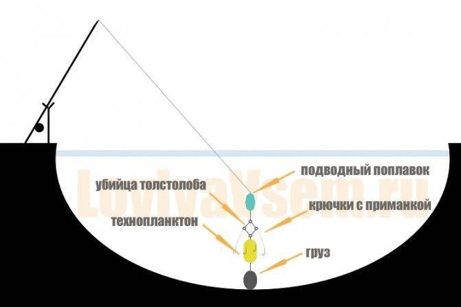 Ловля толстолобика: способы рыбалки и подготовка оснастки и приманки