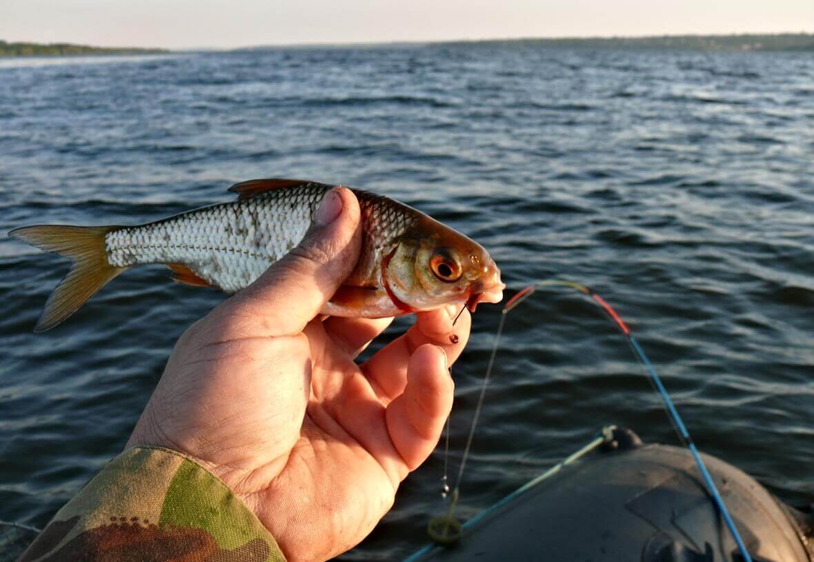 Описание рыбы плотва с фото и советами по ловле.