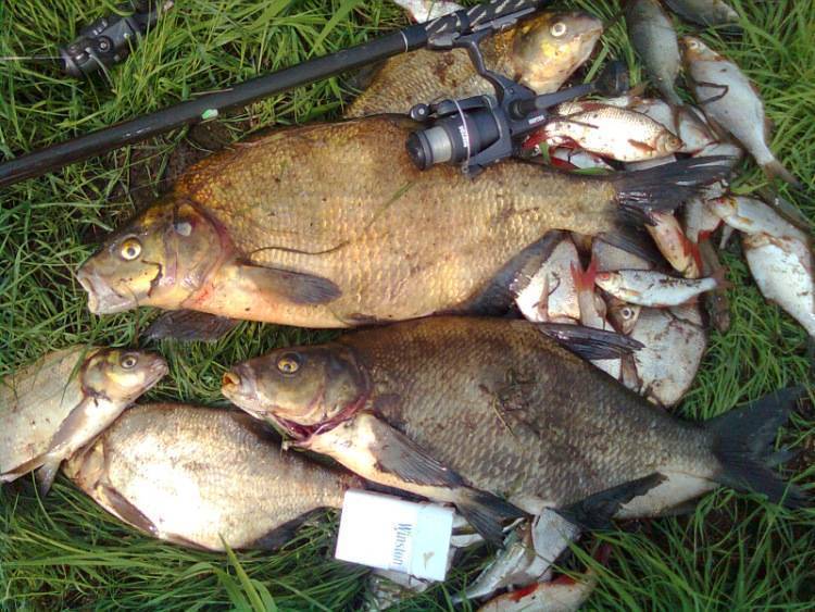 Рыбалка в тверской области 2020: рыбалка на волге, запрет, платная рыбалка