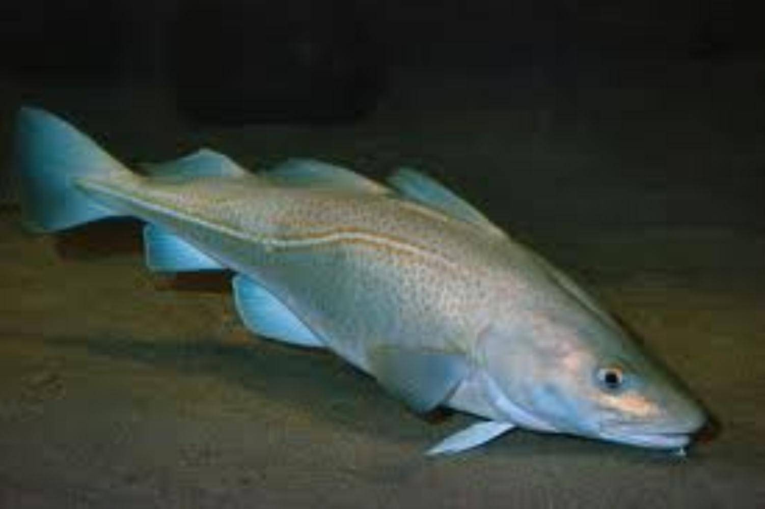 Треска рыба. образ жизни и среда обитания рыбы трески | животный мир
