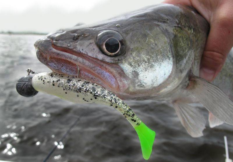 Рыбалка на судака: как поймать и на что клюет клыкастый